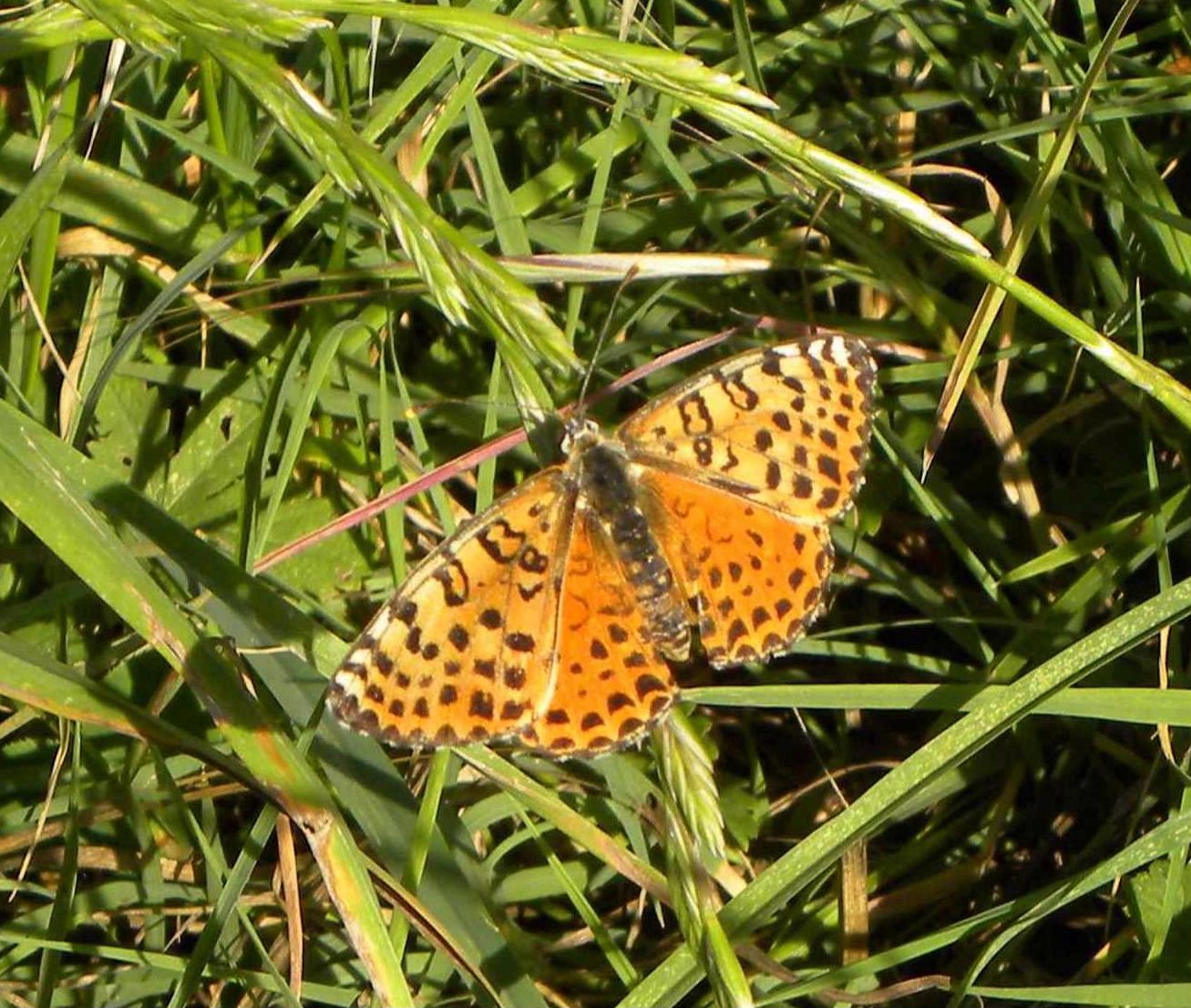 farfalla da identificare - Melitaea didyma